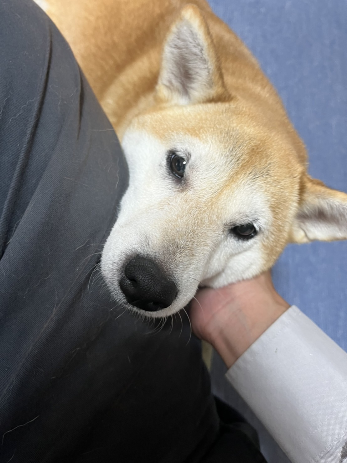 芝犬　ペット　犬　堺市　外壁塗装　屋根塗装　雨漏り　修理　工法　千成工務店