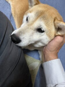 芝犬　ペット　犬　堺市　外壁塗装　屋根塗装　雨漏り　修理　工法　千成工務店