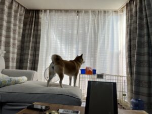 芝犬　ペット　犬　堺市　外壁塗装　屋根塗装　雨漏り　修理　工法　千成工務店