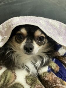 正月　ペット　犬　コスプレ　リフォーム　リノベーション　見本　堺市　外壁塗装　屋根塗装　雨漏り　修理　工法　千成工務店