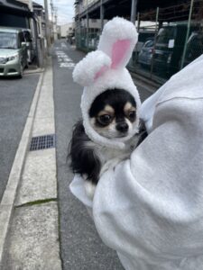 正月　ペット　犬　コスプレ　リフォーム　リノベーション　見本　堺市　外壁塗装　屋根塗装　雨漏り　修理　工法　千成工務店