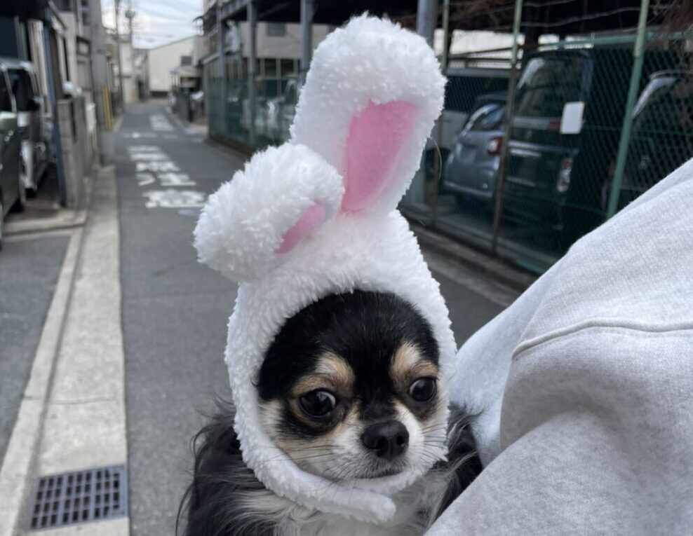 正月　ペット　犬　コスプレ　リフォーム　リノベーション　見本　堺市　外壁塗装　屋根塗装　雨漏り　修理　工法　千成工務店