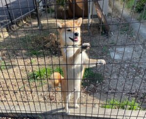 アイドル　看板犬　番犬　堺市　外壁塗装　屋根塗装　雨漏り　修理　工法　千成工務店